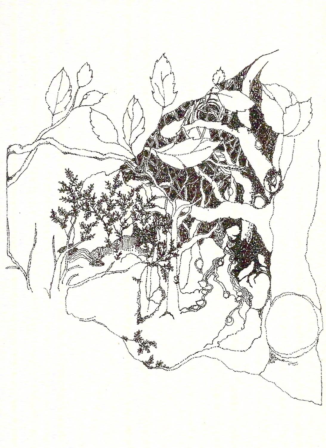 Pen & ink drawing 12  forest